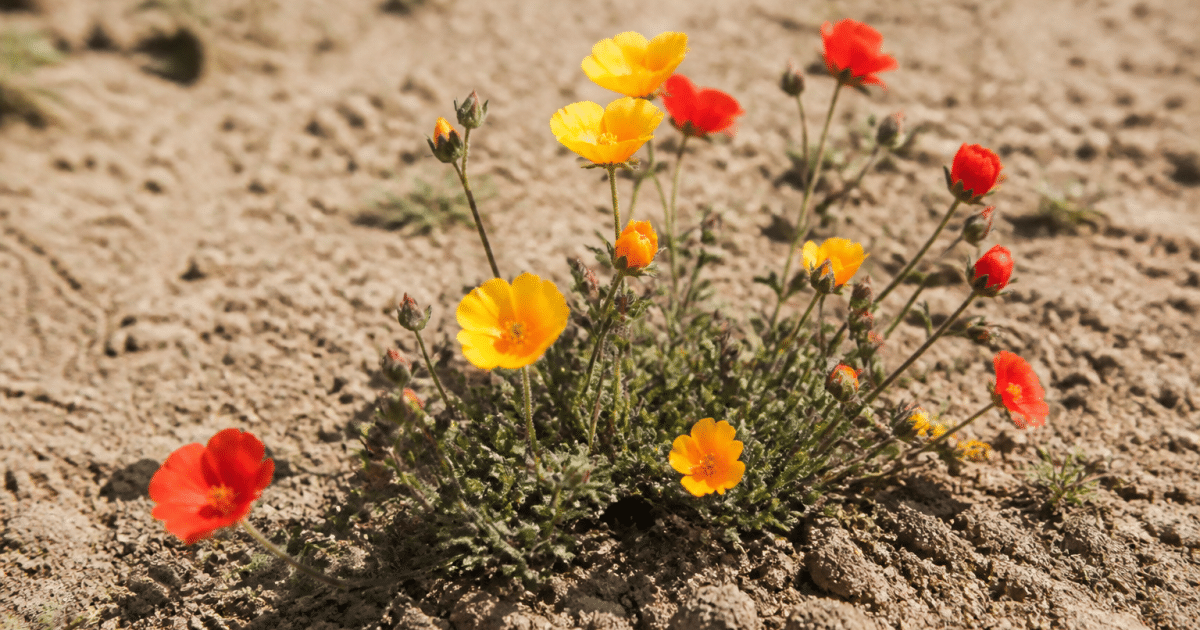 Fleurs colorees poussant dans sol sec sous rayons solaires directs