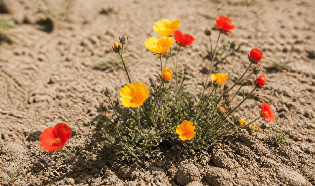 Fleurs colorees poussant dans sol sec sous rayons solaires directs