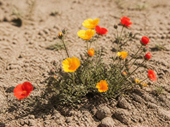 Quelles plantes choisir pour un plein soleil sans arrosage ?